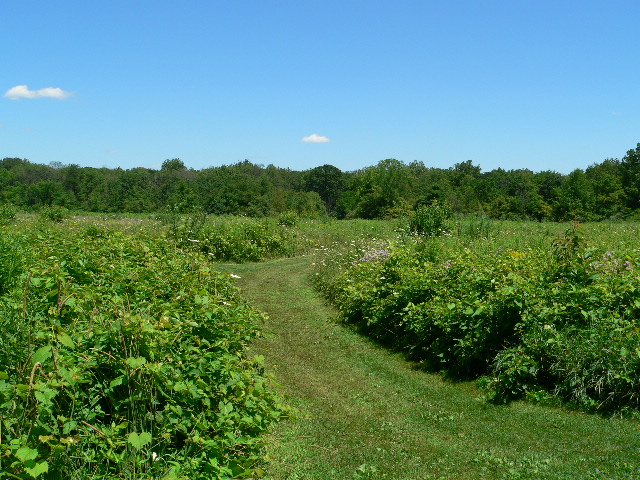 Wildwood - Meadow Trail